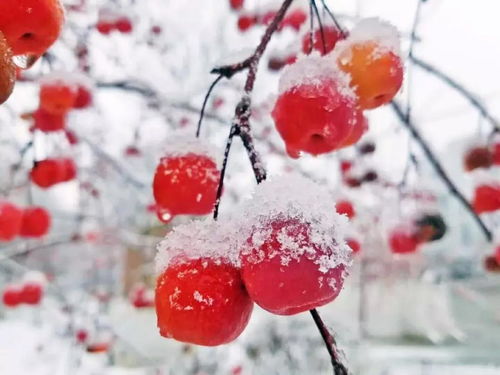 冬天家里的花开了,怎么发朋友圈