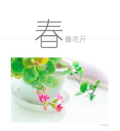 冬天家里的花开了,怎么发朋友圈