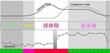 猫一般多久发一次情呀。要老发该咋办呀