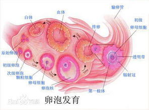 卵泡发育的四个阶段图解