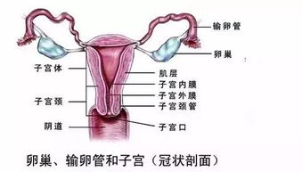 女性怀孕后身体会有哪些变化