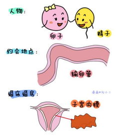 哪种避孕方法可以调节女性月经周期