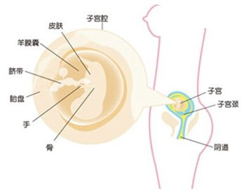 怀孕23周吃什么好消化