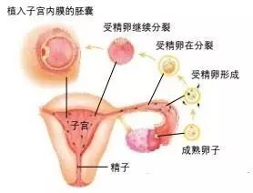 受精卵着床艾灸了两次有影响吗孕妇