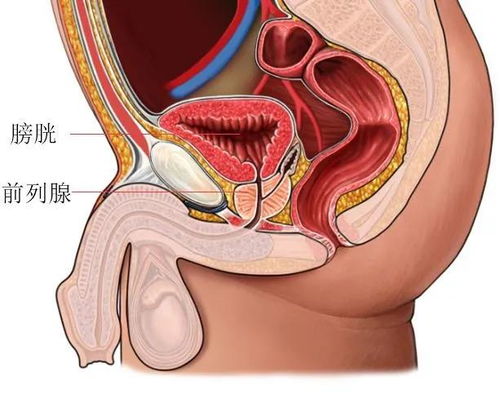 多吃什么对前列腺有好处