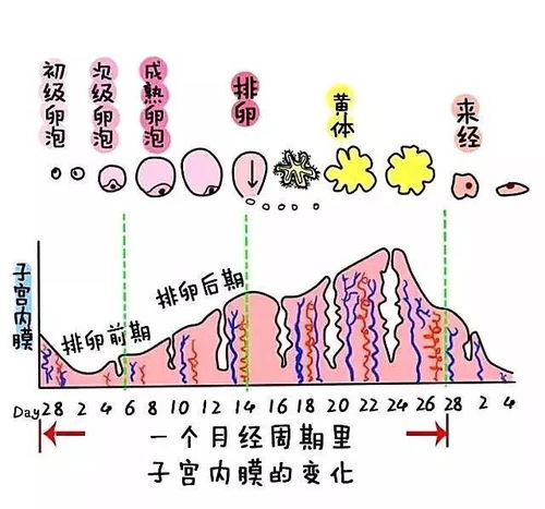 黄体期同房