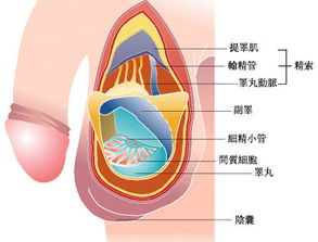 附睾炎的中药秘方