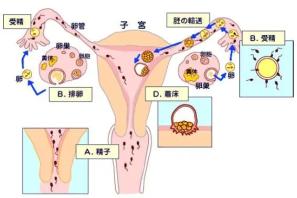 各个阶段受孕的最佳时间段