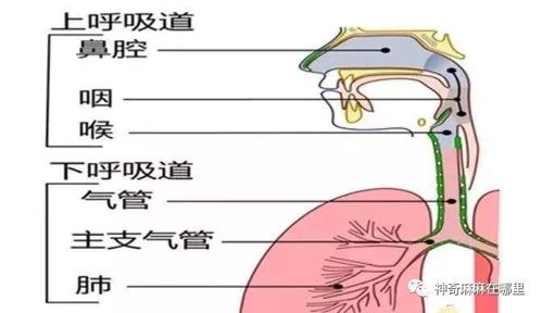 反复频繁呼吸道感染的孩子怎么办？