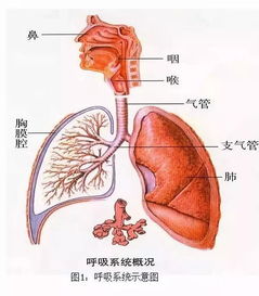 反复频繁呼吸道感染的孩子怎么办？