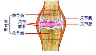 骨盆测量对角径正常值