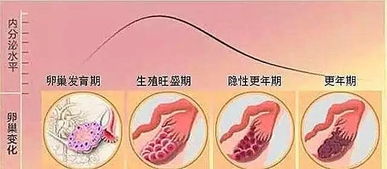 绝经女人怎样保养不老年