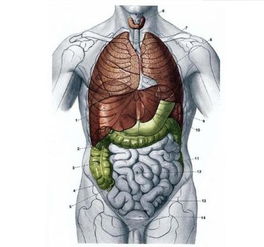 人体器官结构的介绍