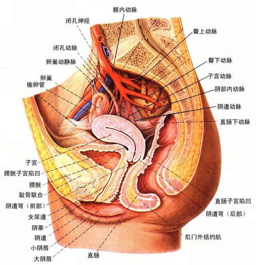 什么是盆腔炎,盆腔炎是怎么引起的?