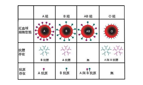 如何自己简单测血型