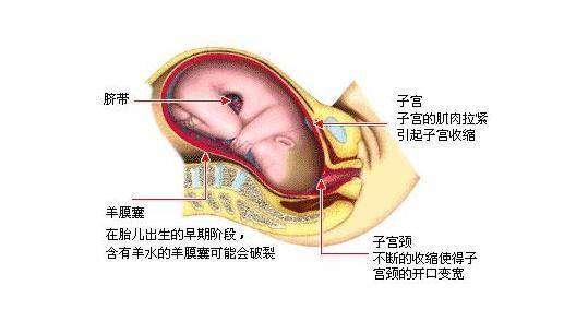 股骨长径是指胎儿什么部位