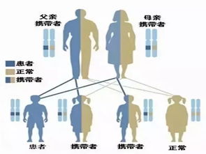 孕前蛋白质降低受孕成功率