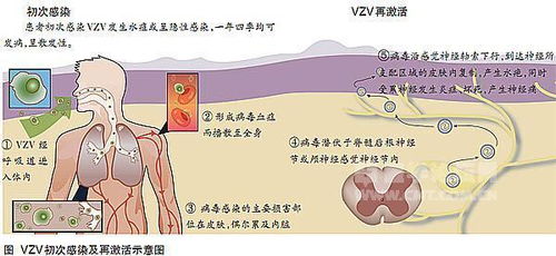 三伏是哪一天？