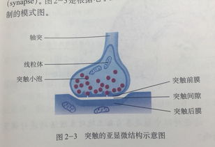 三伏是哪一天？