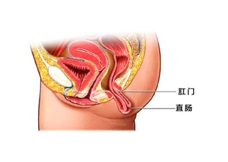 肛肠脱垂有哪些表现啊？？？？？