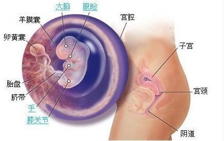 怀孕第三周胎儿发育情况