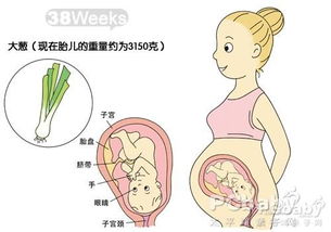 怀孕第三周胎儿发育情况