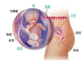 怀孕一到十月胎儿的变化