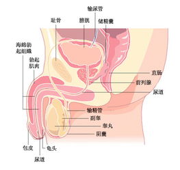 精索静脉曲张一定会导致男性不育吗