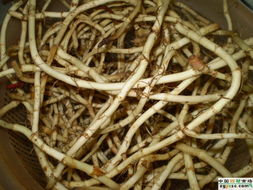 医治鼻炎的偏方？