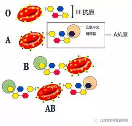 父母是o型血，孩子是A型的科学依据