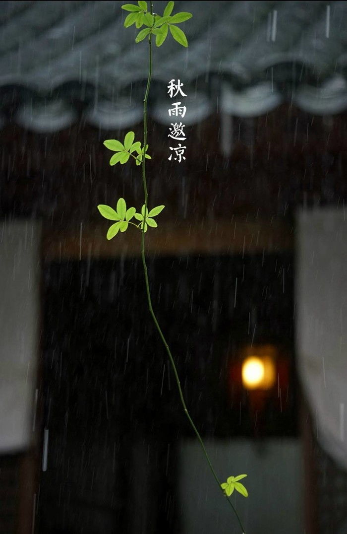 秋雨文案短句干净治愈