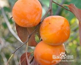 孕妇可以吃冬天的柿子吗早期