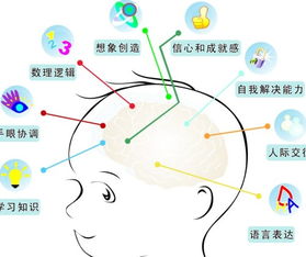 胎儿脑部发育的3个关键期是指