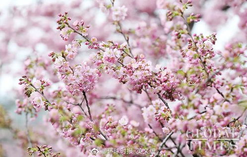 春季赏樱花文案