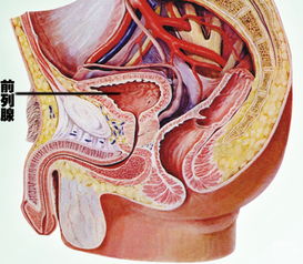 中年男性怎么预防前列腺炎