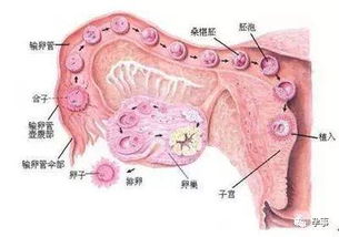 怎么样避免生化妊娠,让胎儿安全留下痕迹