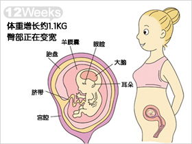 导致胚胎停止发育的原因