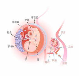 怀孕6个月胎儿彩超