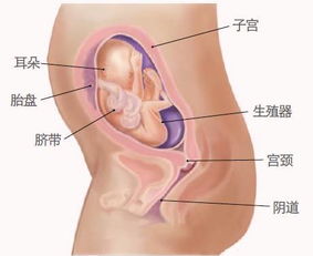 怀孕35周婴儿头部像35周身子像32周怎么回事