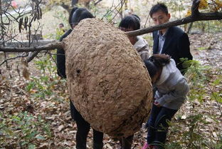 马蜂窝有什么药用价值