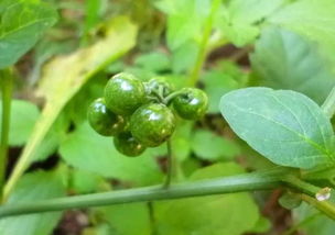 野菜白花菜上面有小黑点还能吃吗