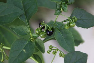 野菜白花菜上面有小黑点还能吃吗