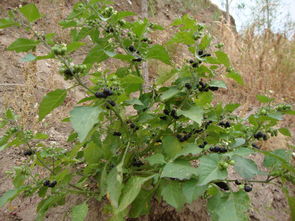 野菜白花菜上面有小黑点还能吃吗