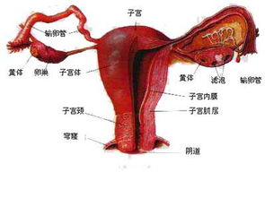 急性盆腔炎怎么引起的?