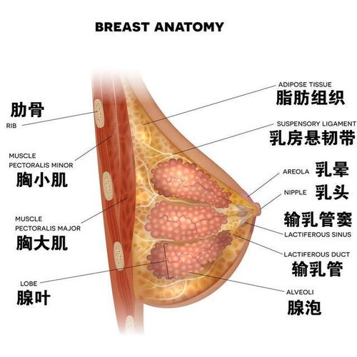 乳腺癌会不会传染给别人