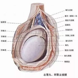 睾丸穿刺取精疼多久