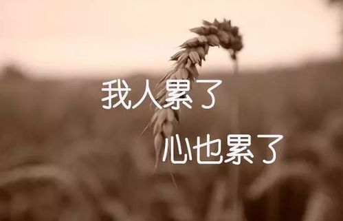 愿生活如花般灿烂下句