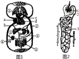 人体器官结构图谁给我一个