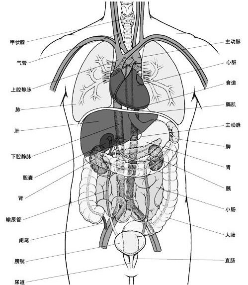 人体器官结构图谁给我一个