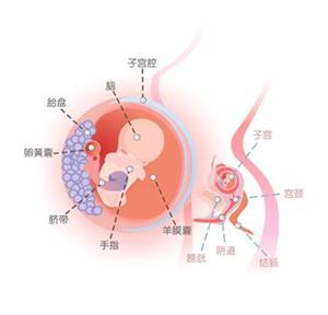 8周胎儿发育